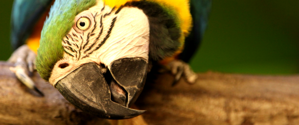 Novinky ze Zoo Brno